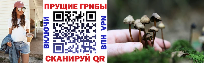 Псилоцибиновые грибы Psilocybe  Борисоглебск 